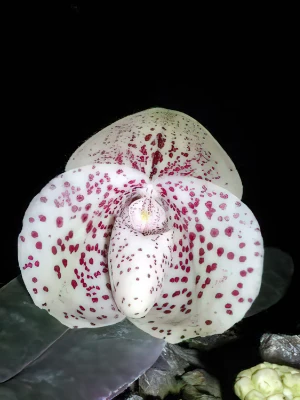 Bild von Paphiopedilum bellatulum 22